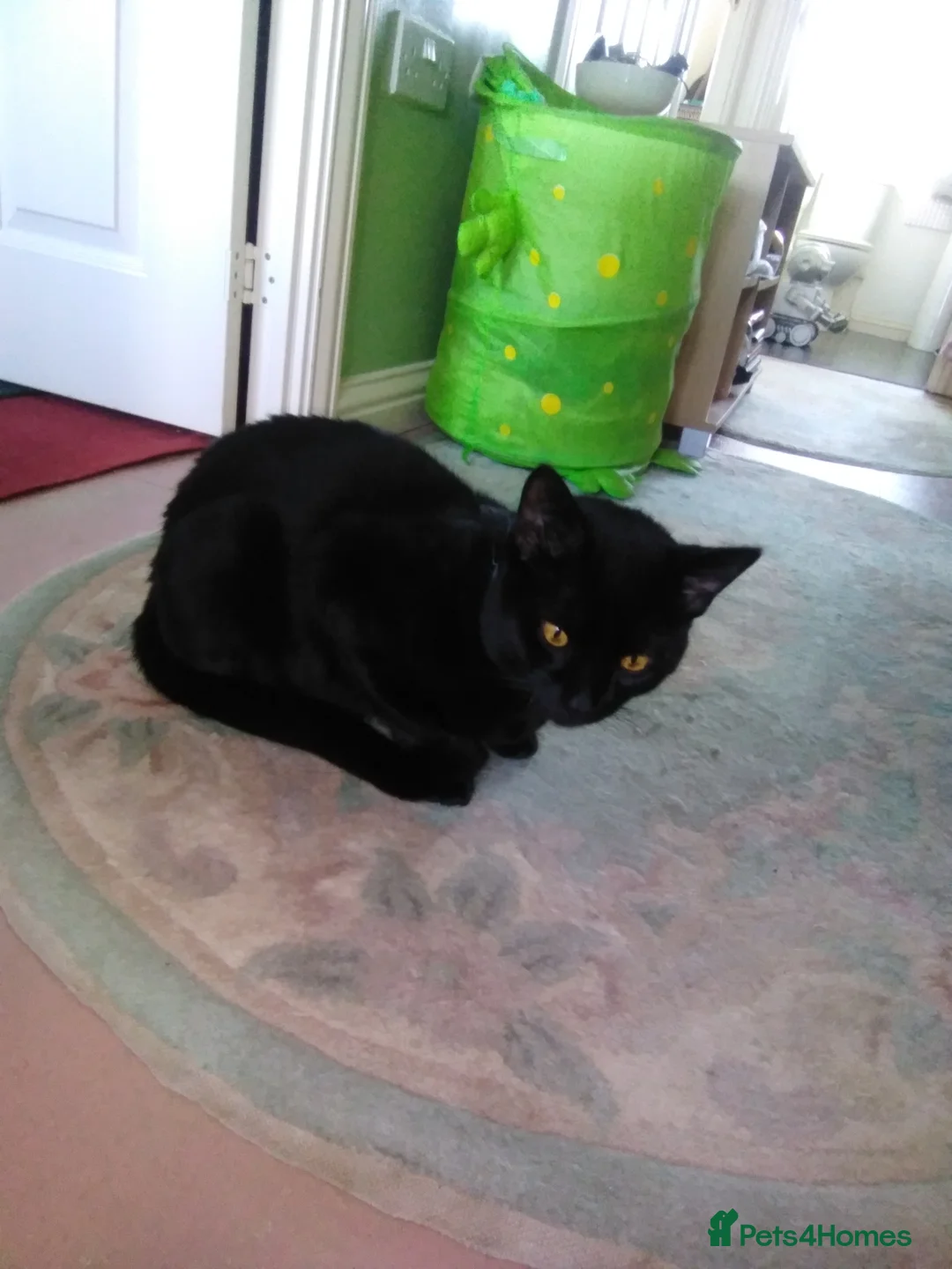 British Shorthair cats for sale: Beautiful boys - Advert 1