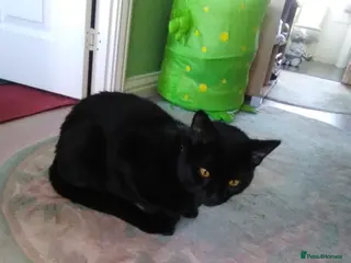 British Shorthair cats Beautiful boys - Advert 3