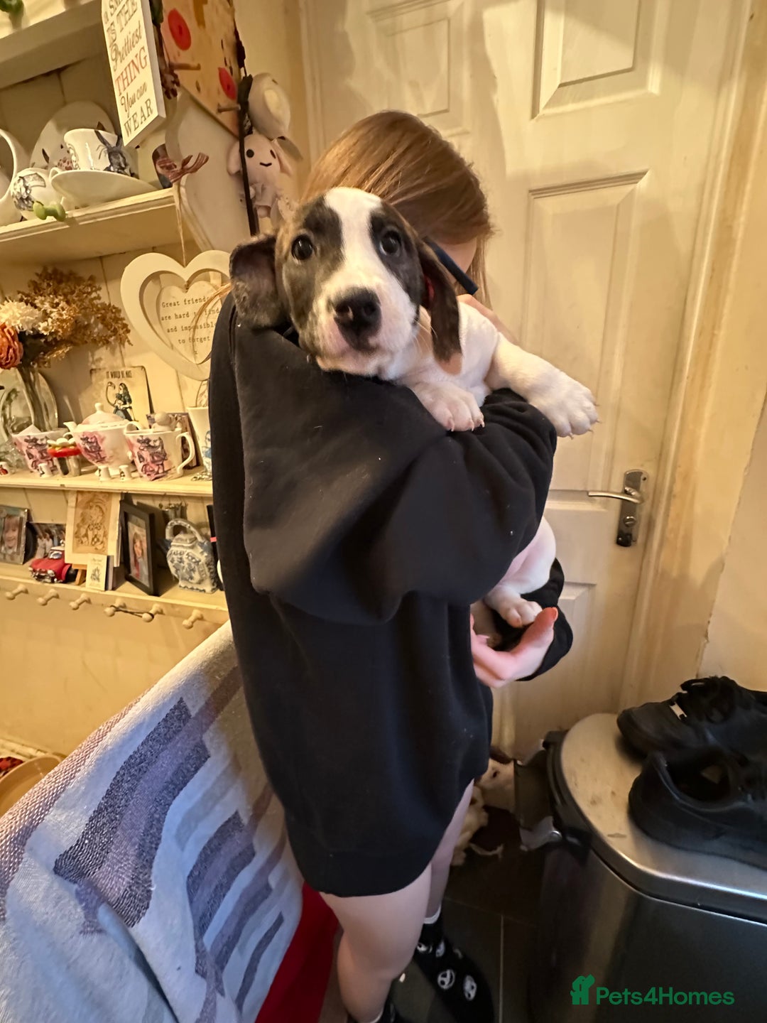 Mixed Breed dogs for sale: Surprise Litter - 5 puppies 2 girls 3 boys - Advert 4