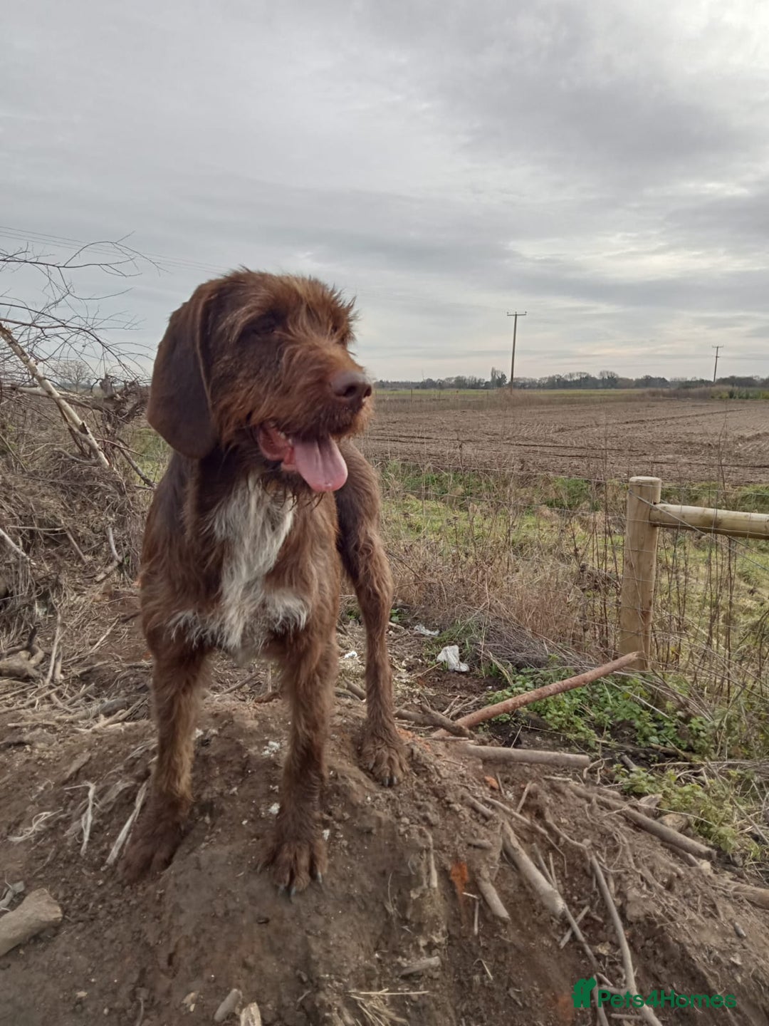 Mixed Breed dogs for sale: Adult female Brittany/Korthols available - Image 1
