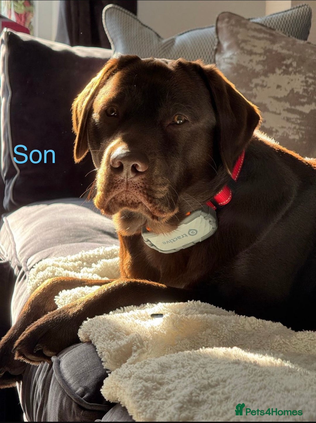 Labrador Retriever dogs for sale: Chunky chocolate Labrador puppies - Advert 7