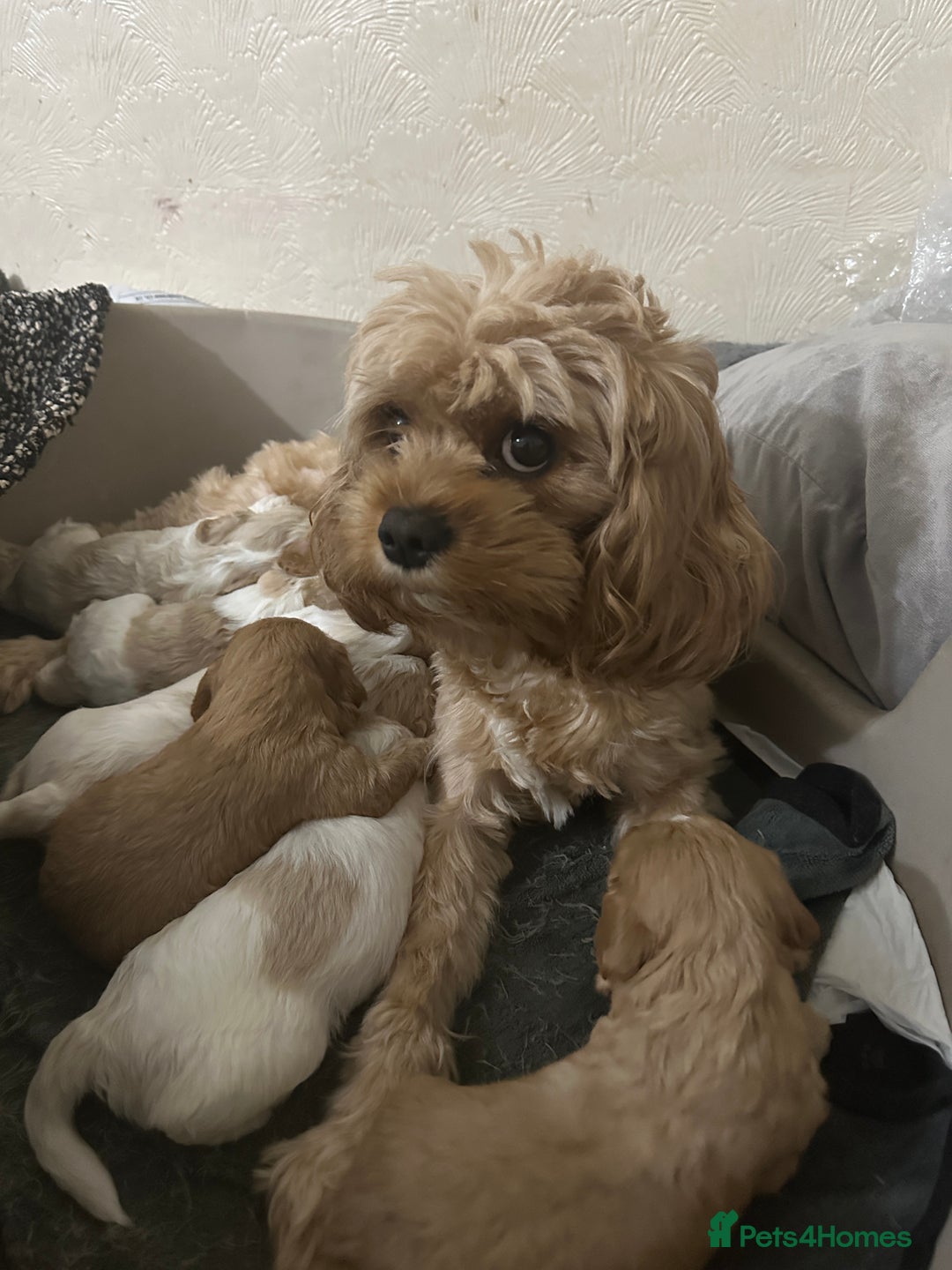 Cavapoo dogs for sale: Six cavapoo puppies F2( d.o.b. 23.10.2025) - Advert 1