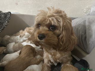 Cavapoo dogs READY TO GO!!!Six cavapoo puppies F2, London - Advert 3