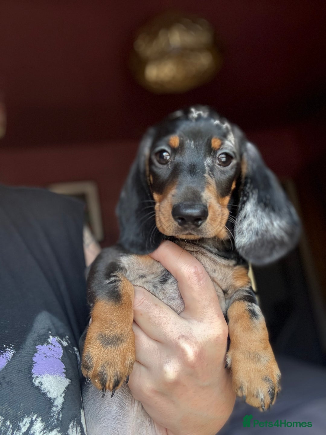Dachshund dogs for sale: Kc reg first vac chipped licensed bundles of love  - Image 8
