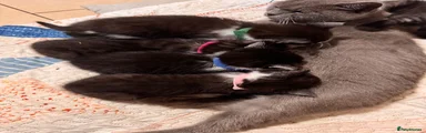 Mixed Breed 4