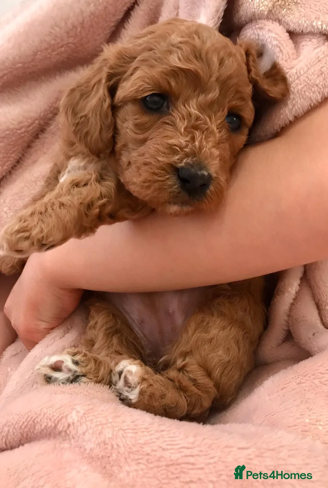 Miniature Poodle dogs for stud: Stud, PRA, red miniature poodle Kent, Surrey in Tonbridge - Advert 9