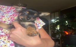 Chorkie dogs for sale: 9 weeks old puppies Yorkshire terrier chihuahuas - Image 18