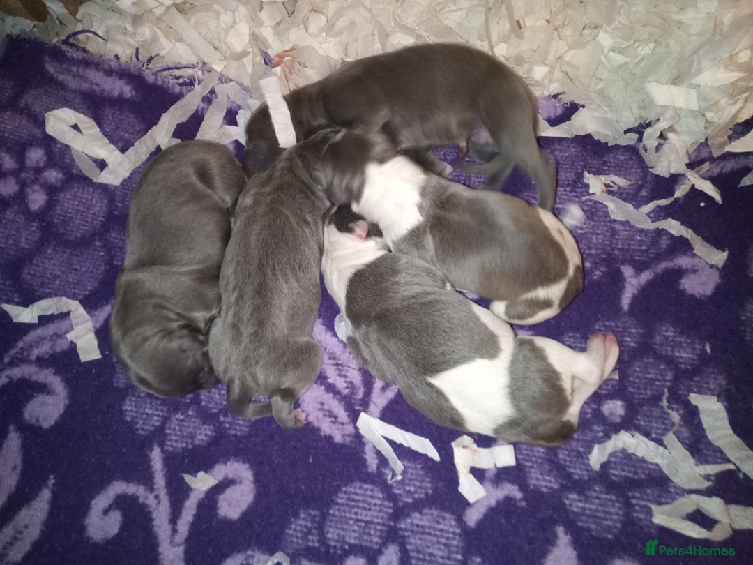 Whippet dogs for sale: REDEVELYN WHIPPET'S NR GLOUCESTER  - Advert 2