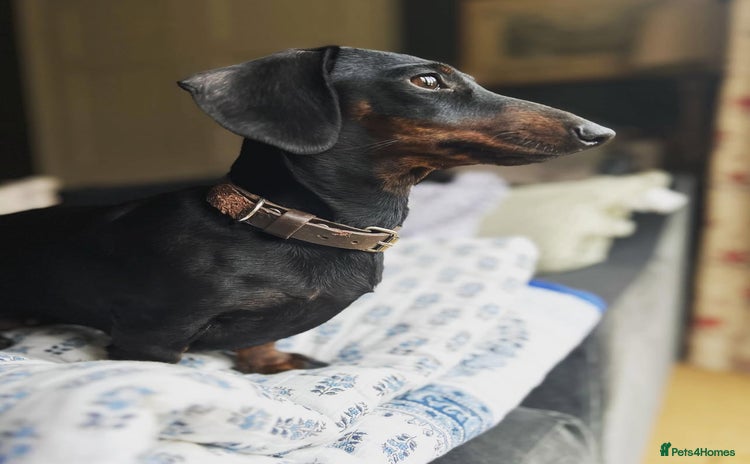 Miniature Dachshund dogs - Advert 1