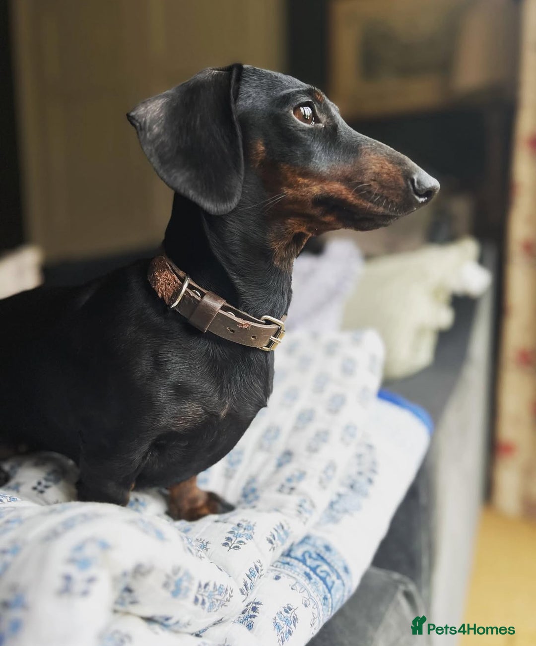 Miniature Dachshund dogs for sale: Two male miniature daschund puppies for sale  - Advert 2