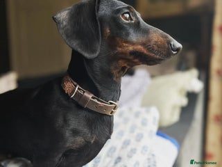 Miniature Dachshund dogs - Advert 1