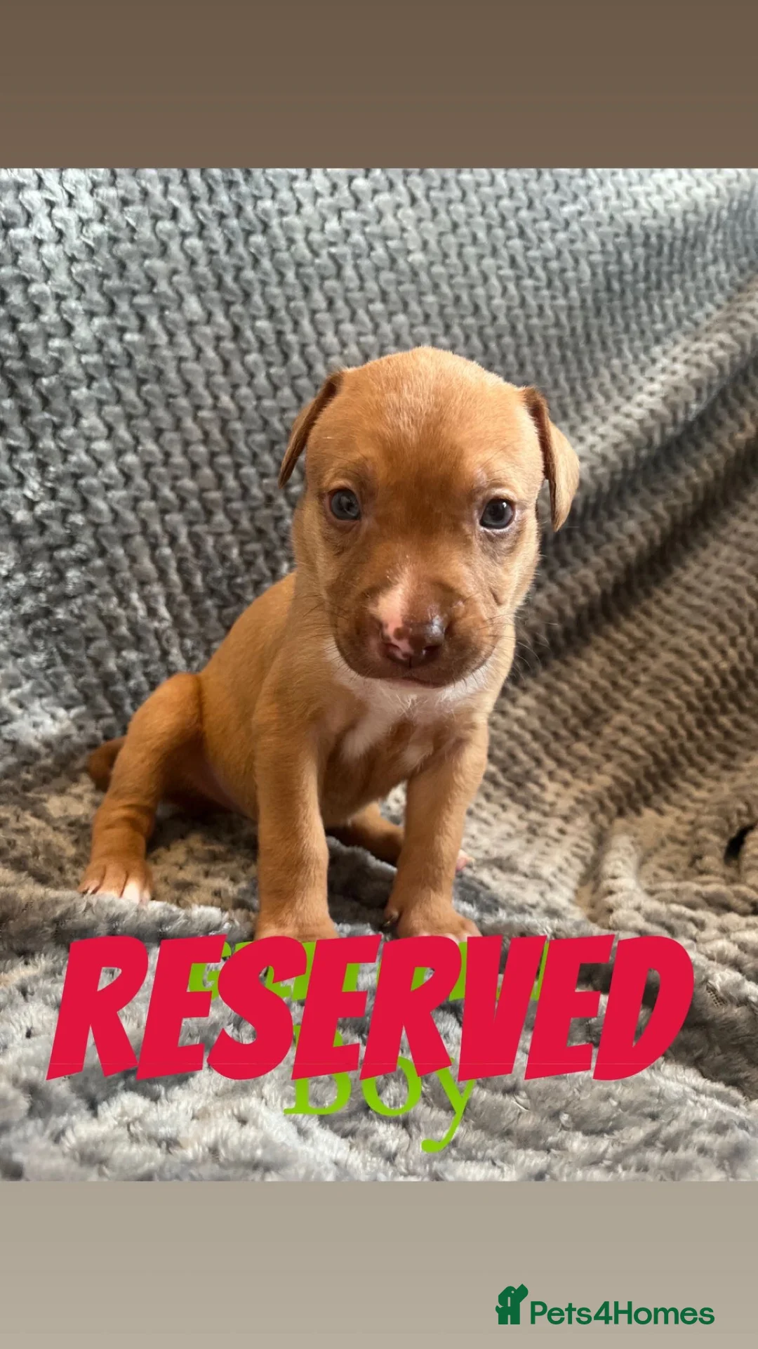 Mixed Breed dogs for sale: 2 Lurcher x Staffy pups left - READY TO LEAVE! - Advert 9