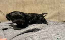 Cockapoo dogs for sale: F1 Cockerpoo pups. KC parents & health tests - Image 18