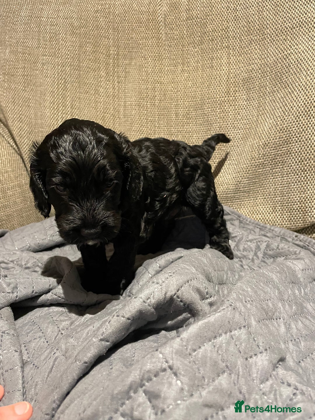 Cockapoo dogs for sale: F1 Cockerpoo pups. KC parents & health tests - Image 18