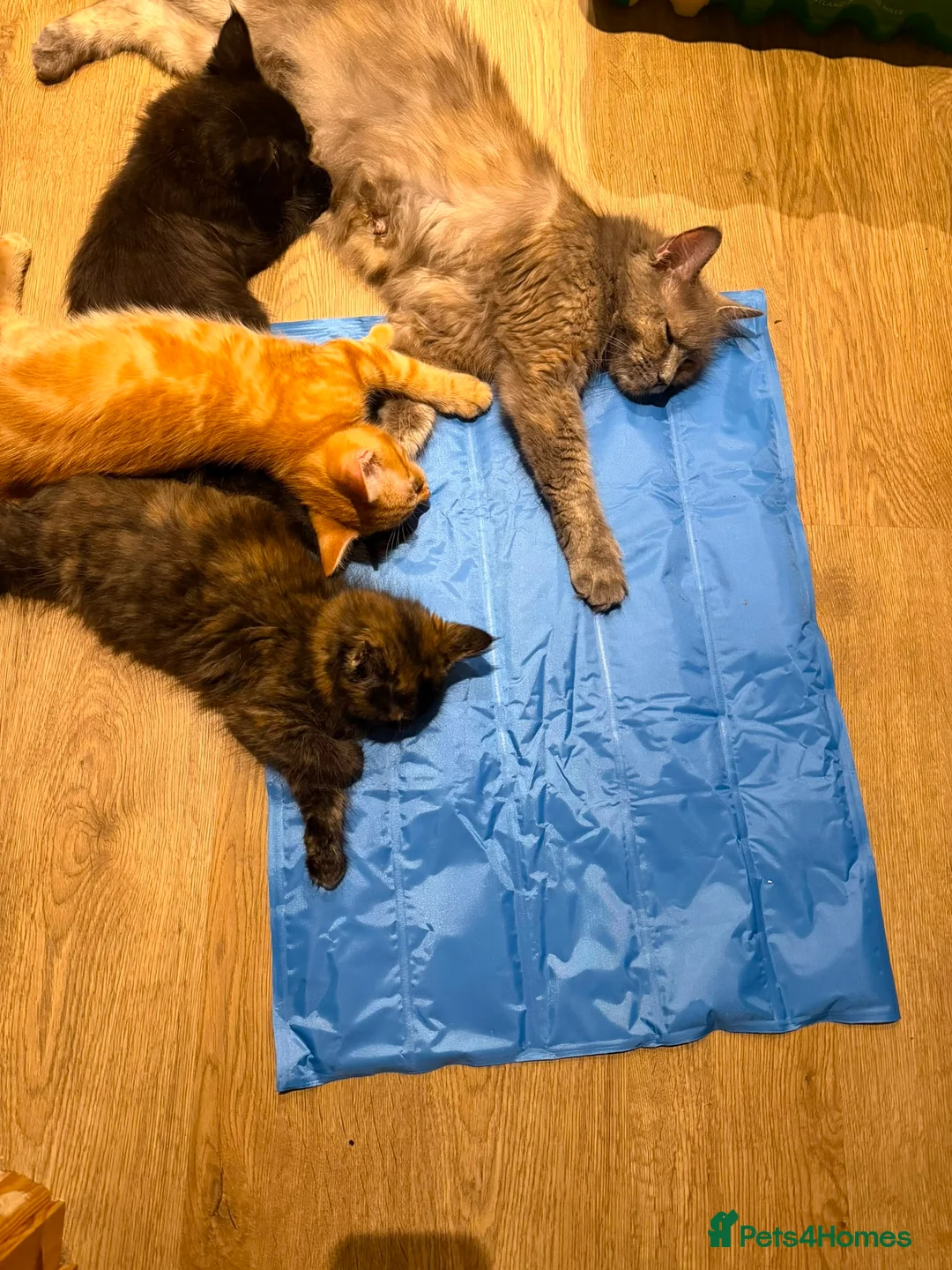 Mixed Breed cats for sale: Friendly Fluffy Tortoiseshell Girl - Advert 2