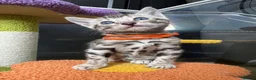 Bengal cats for sale: Stunning silver bengals. TICA reg & health tested - Advert 2
