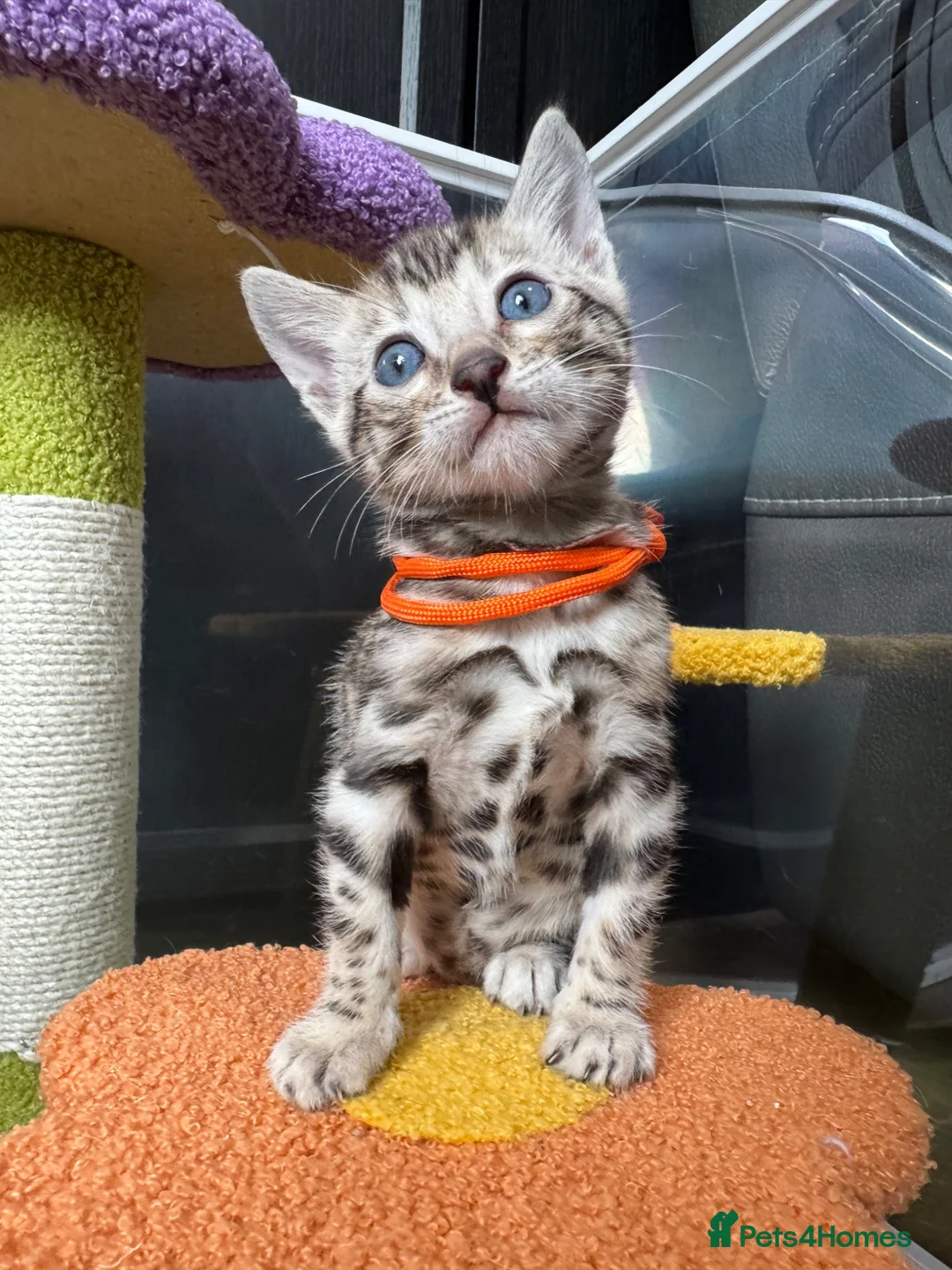 Bengal cats for sale: Stunning silver bengals. TICA reg & health tested - Advert 2