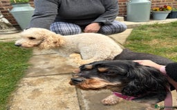 Cavapoo dogs for sale: Beautiful Cavapoos - Image 9