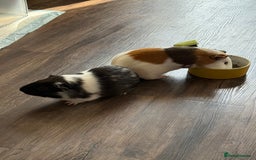 Guinea Pig rodents for sale: 2 bonded brothers  - Image 2