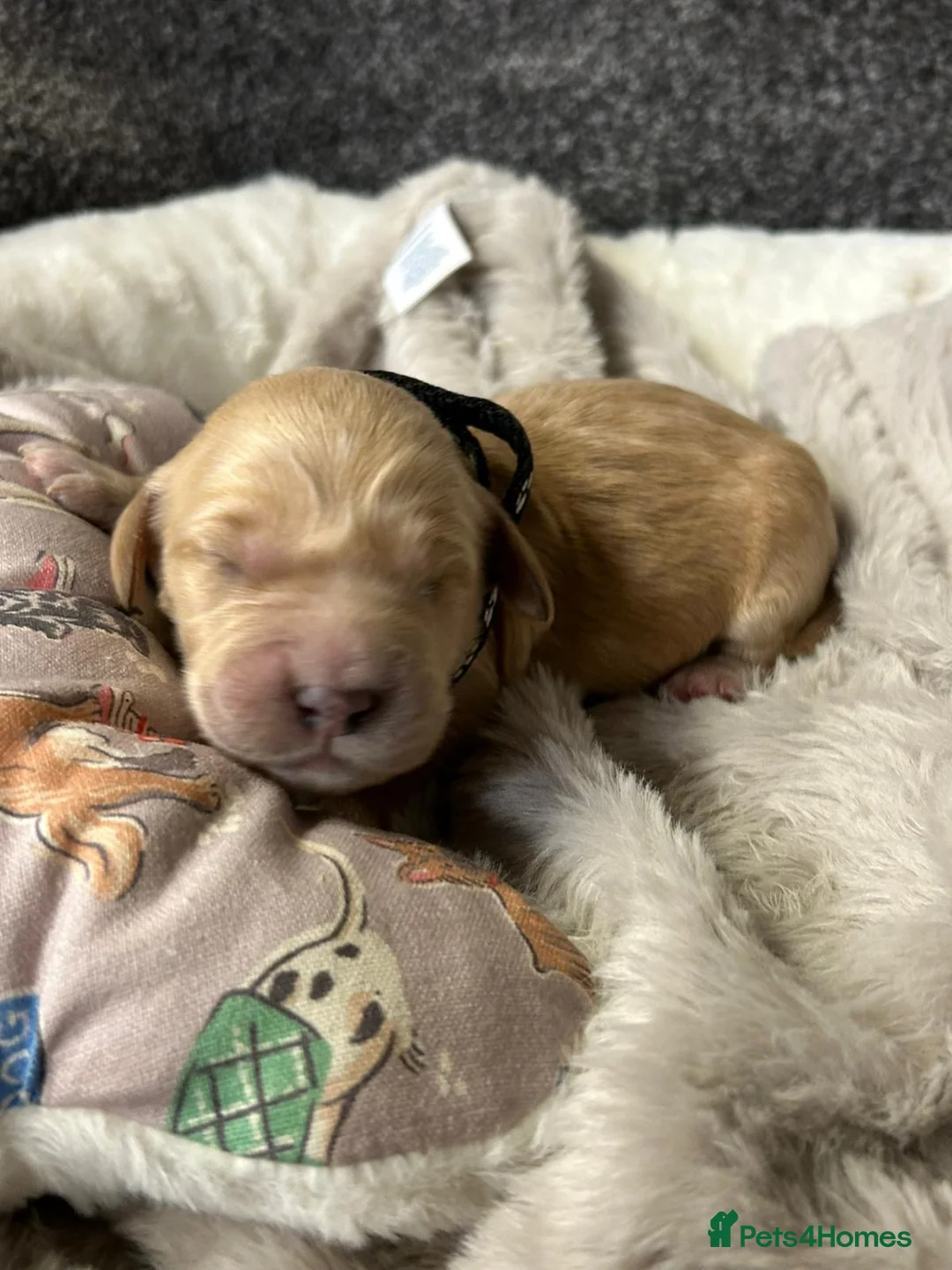 Mini Goldendoodle dogs for sale: Beautiful F1 Miniature Goldendoodle Puppies  - Advert 19