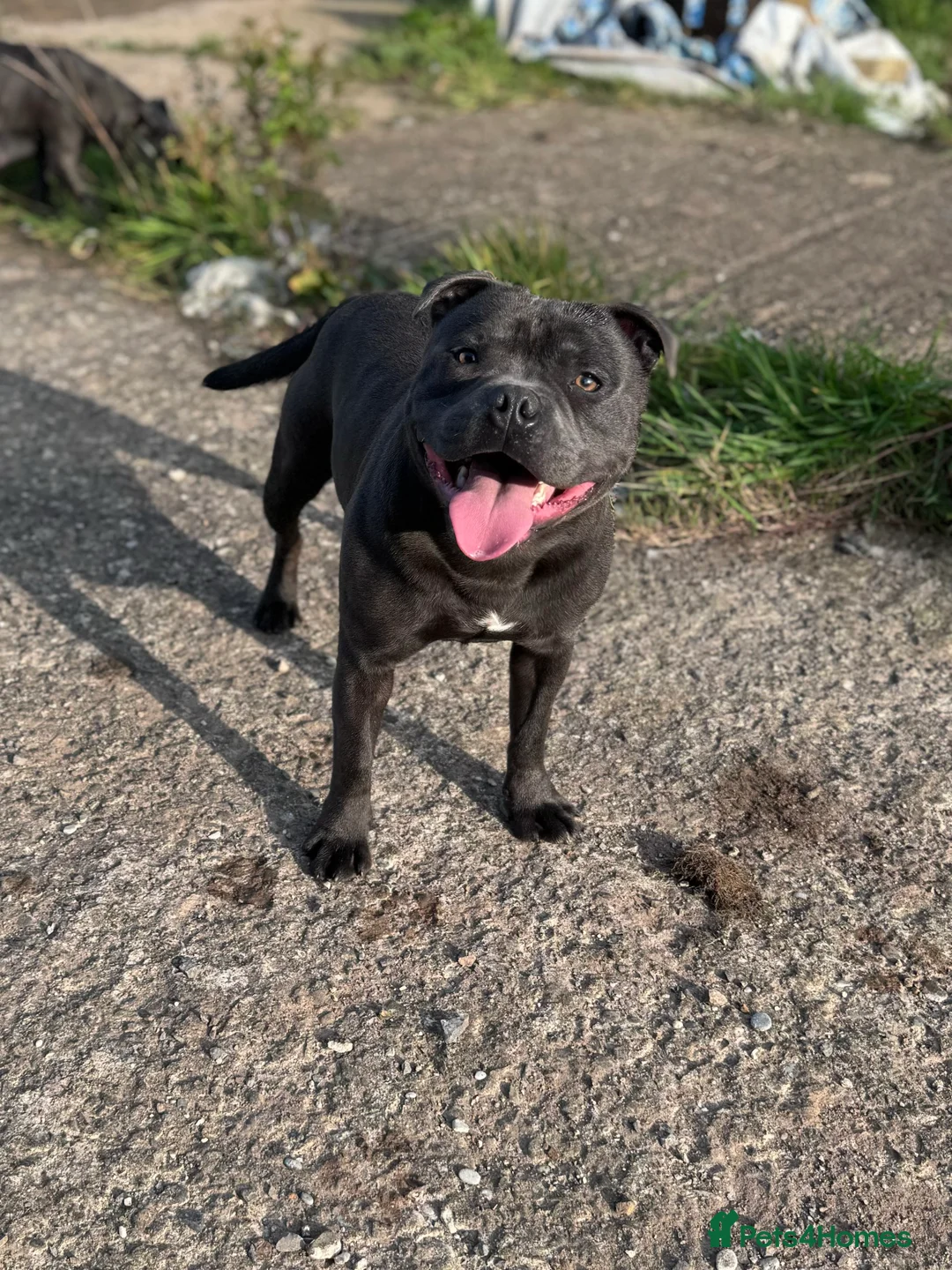 Staffordshire Bull Terrier dogs for sale: Waiting list!! Black x blue health tested Stafford - Advert 17