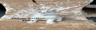 Ragdoll 2