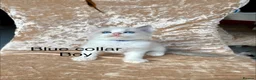 Ragdoll cats for sale: Beautiful ragdoll kittens  - Advert 9