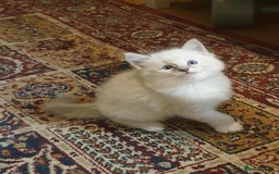 Ragdoll cats for sale: Adorable ragdoll kittens - Image 14