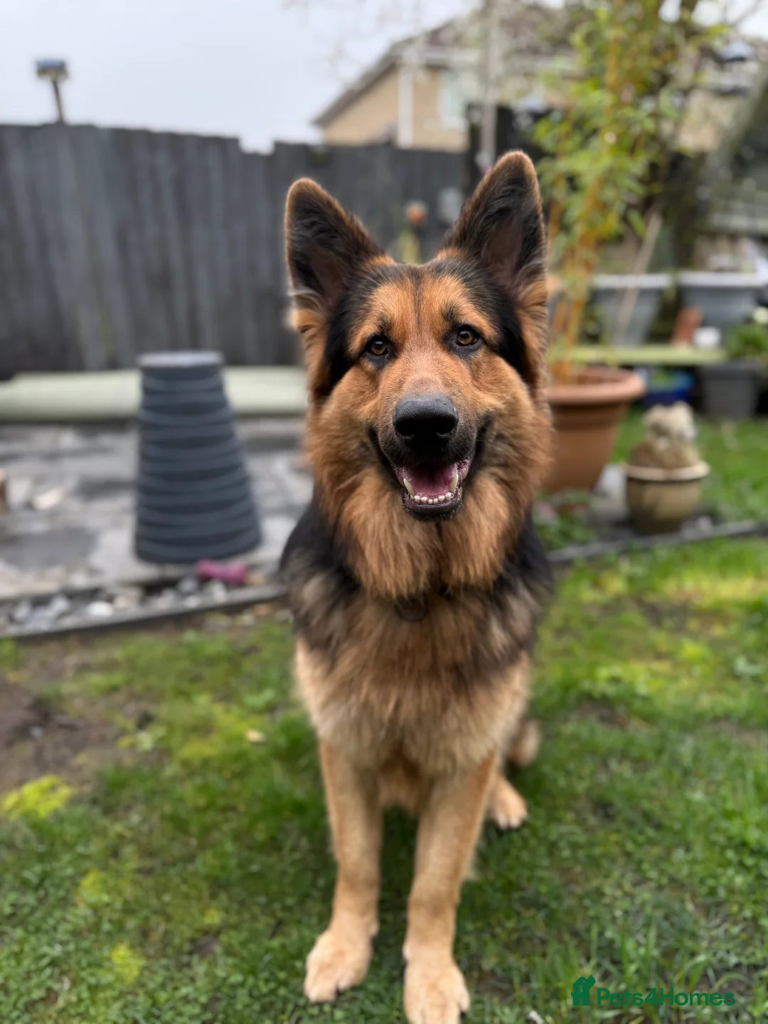 German Shepherd dogs for stud: KENLEAP MENIKO STUD - Advert 1