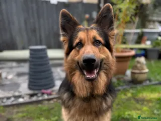 German Shepherd dogs KENLEAP MENIKO STUD - Advert 1