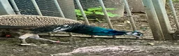Peafowl poultry for sale: Peacock & Peahen in Bolton - Advert 3