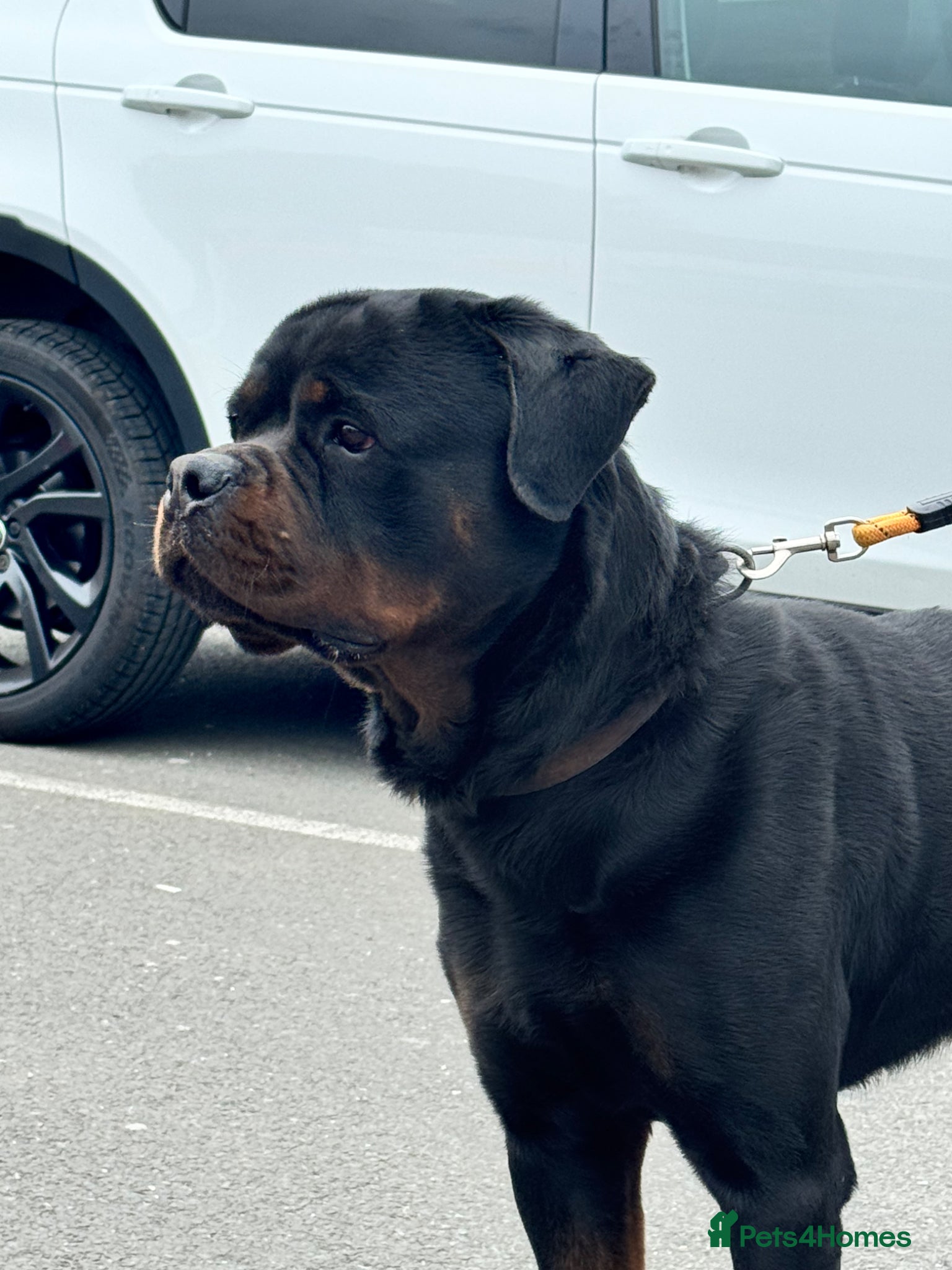 Rottweiler dogs HUGE GERMAN ROTTWEILER MALE!!! - Advert 5