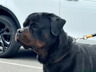 Rottweiler dogs HUGE GERMAN ROTTWEILER MALE!!! - Advert 5