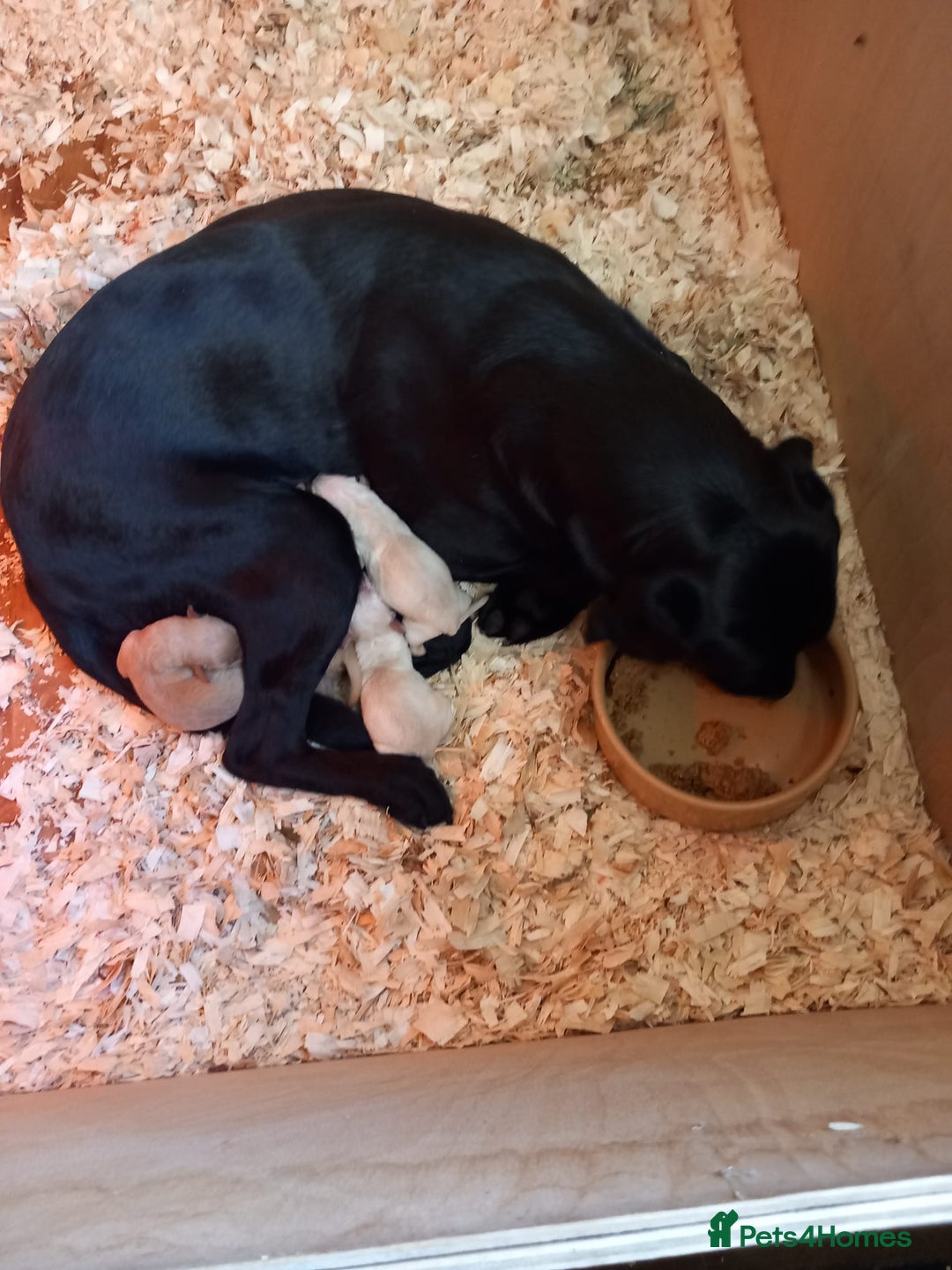 Labrador Retriever dogs for sale: Labrador puppies  - Image 8