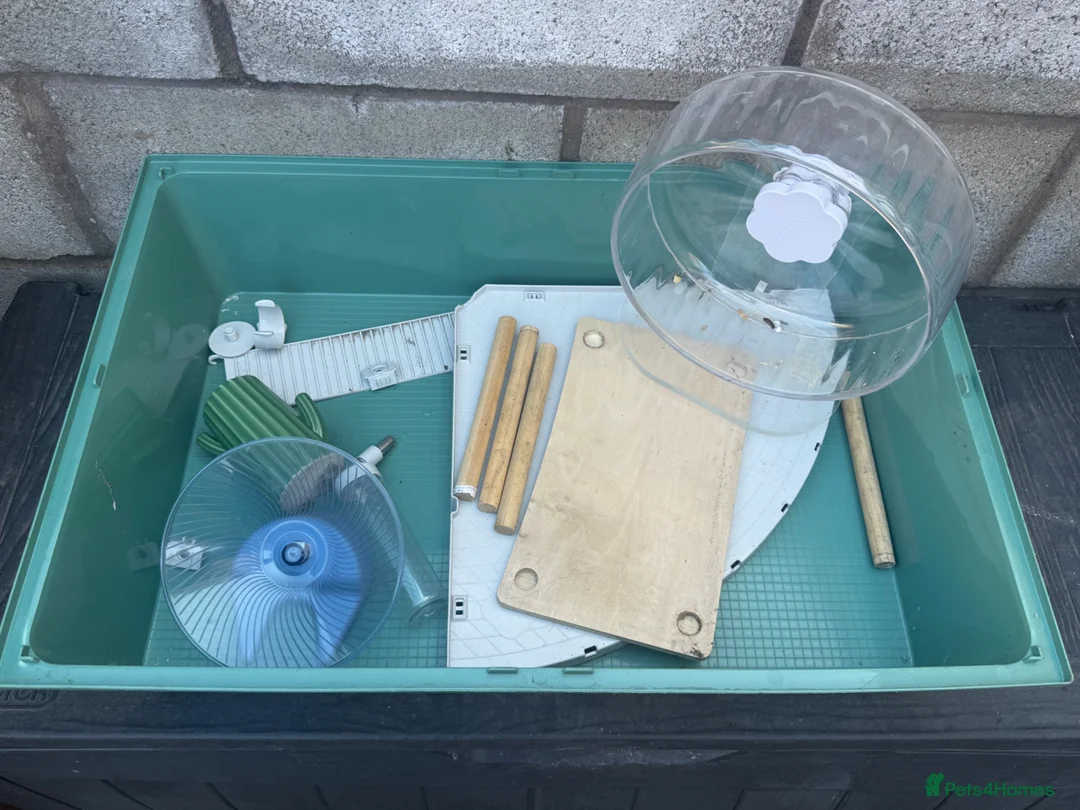 Guinea Pig rodents for sale: Smart 8weeks guinea pig and cages in Bootle - Advert 8
