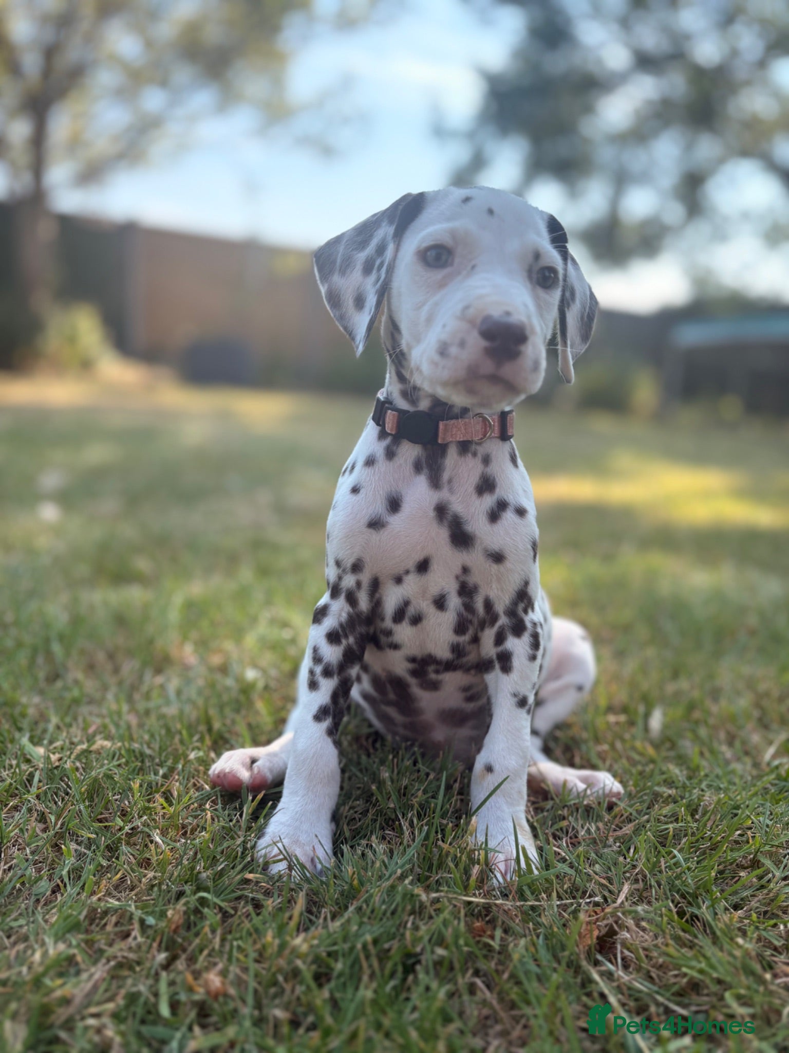 Dalmatian dogs Baer tested KC Dalmatian Puppies  - Advert 1