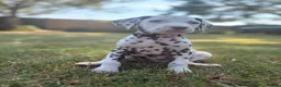 Dalmatian dogs for sale: ++Baer tested last male ready to leave  - Advert 12