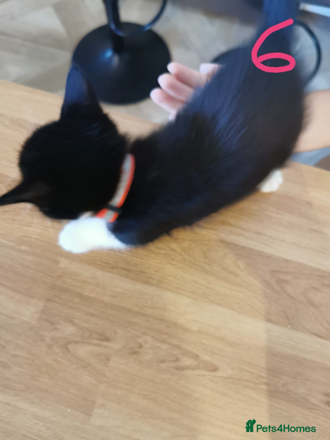 Mixed Breed cats for sale: Beautiful kittens ready now - Image 36