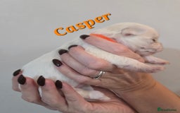 Mixed Breed dogs for sale: F1 Malchi puppys from health tested parents  - Image 3