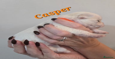 Mixed Breed dogs - Advert 3