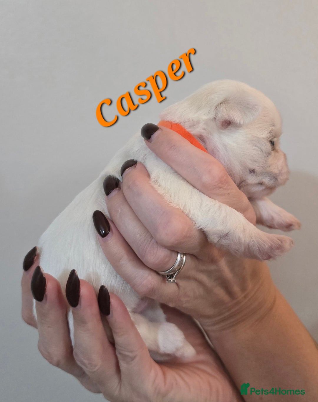 Mixed Breed dogs for sale: F1 Malchi puppys from health tested parents  - Image 3