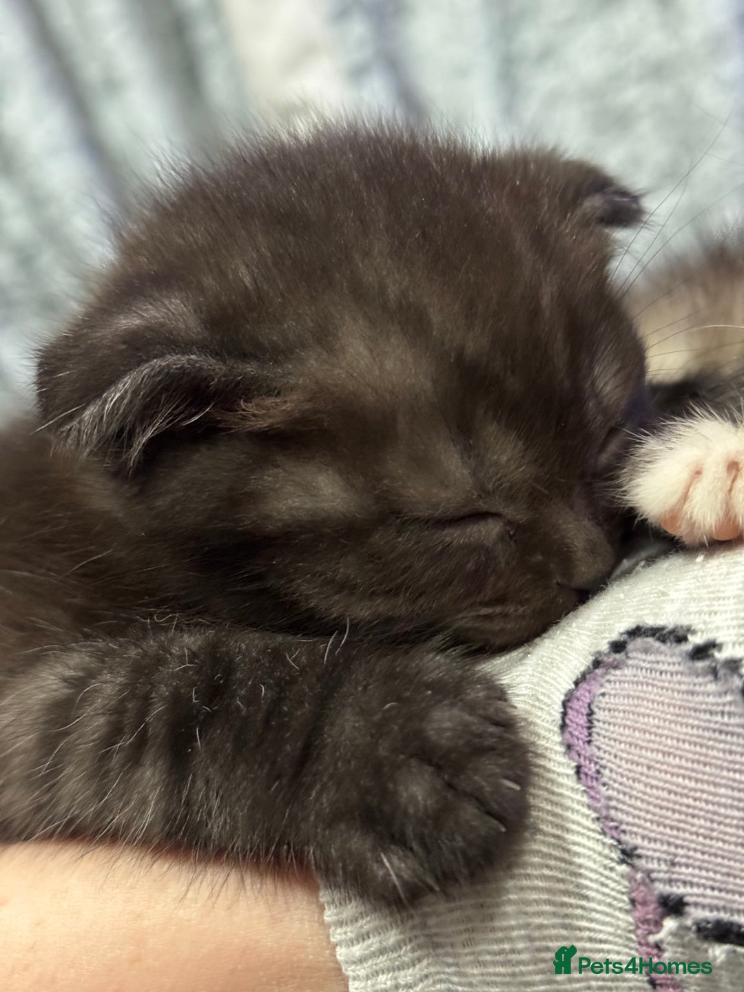 Scottish Fold cats for sale: Unique Smoke Scottish folds/straights - Advert 1