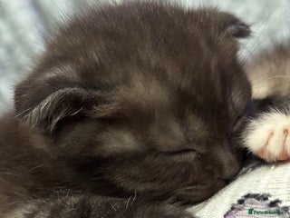 Scottish Fold cats Unique Smoke Scottish folds/straights - Advert 10