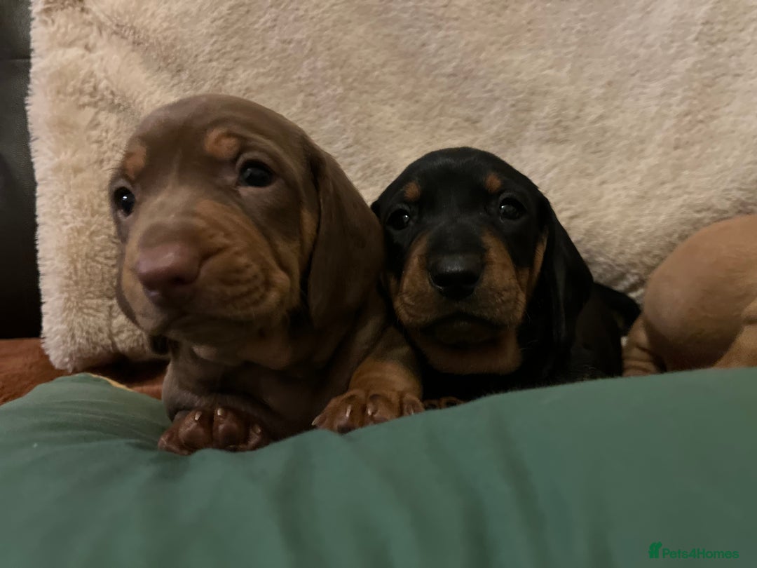 Dachshund dogs for sale: Lovely standard dachshund pups  - Advert 1