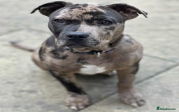 American Bulldog dogs for sale: Adorable American Bulldog Puppy  - Image 2