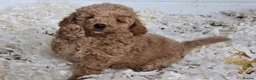 Miniature Poodle dogs for sale: Fox Red miniature poodle puppies  - Advert 6
