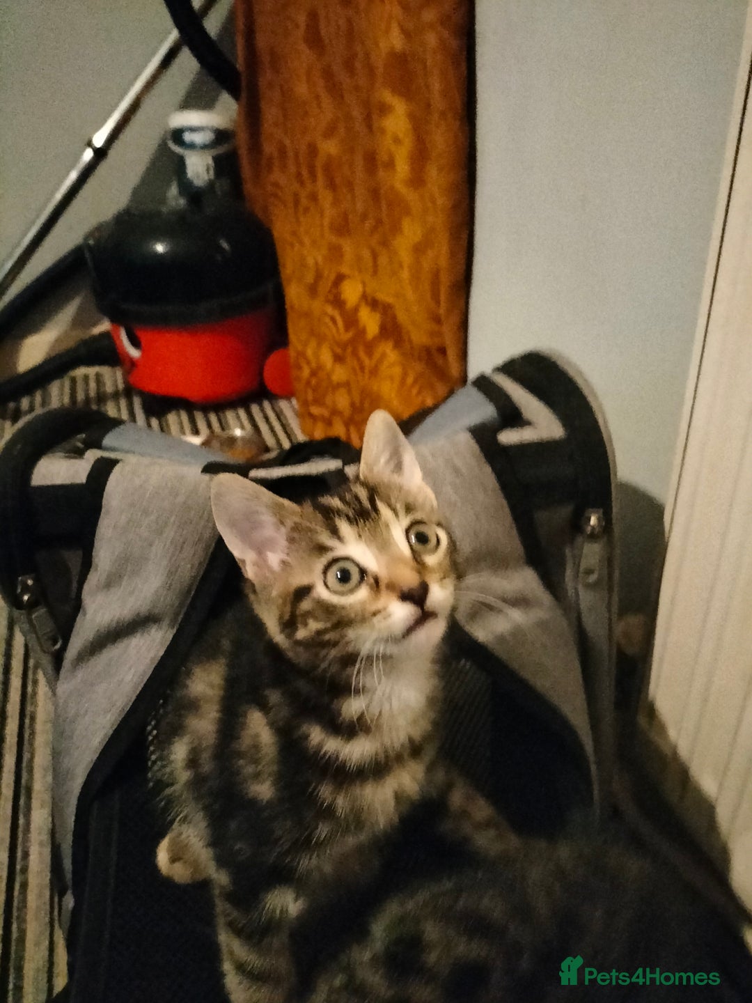 Mixed Breed cats for sale: 3 Beautiful Tabby fluffy Kittens - Image 3