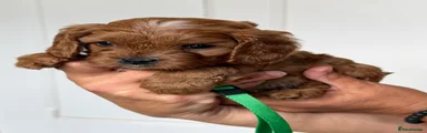 Cavapoo 1