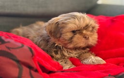 Shih Tzu dogs for sale: Shih Tzu KARASHISHI Line Two Boys Left Green Eyes - Advert 18
