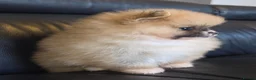 Pomeranian dogs for sale: Absolutely  stunning pomeranian  puppies  - Advert 12